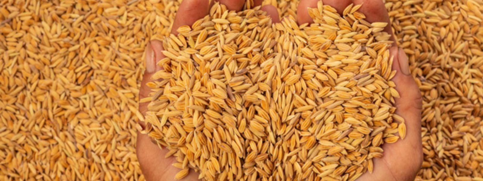 Government Purchases 1.8 Million kg of Paddy